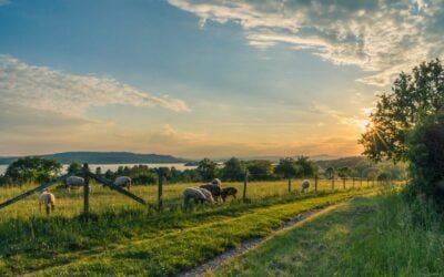 Looking to Relocate To The Countryside? Practical Things You Need To Know Before Moving To A More Rural Location