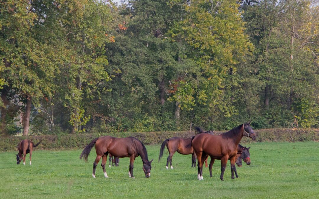 Buying an Equestrian Property in the UK: What Every Buyer Should Know