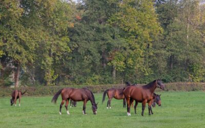 Buying an Equestrian Property in the UK: What Every Buyer Should Know